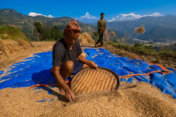Farmers tending rice paddies in Barang Village