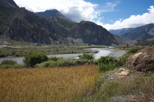 Golden barley fields in the Manang valley