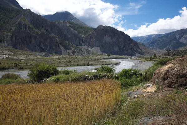 Golden barley fields in the Manang valley