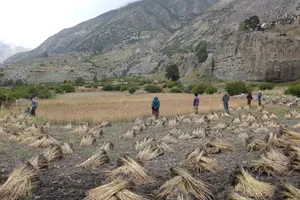 Villagers harvesting barley by hand