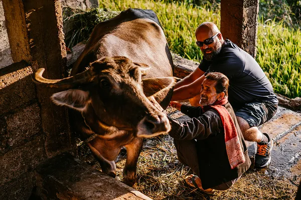 Trekkers learning traditional buffalo milking from Barang villagers