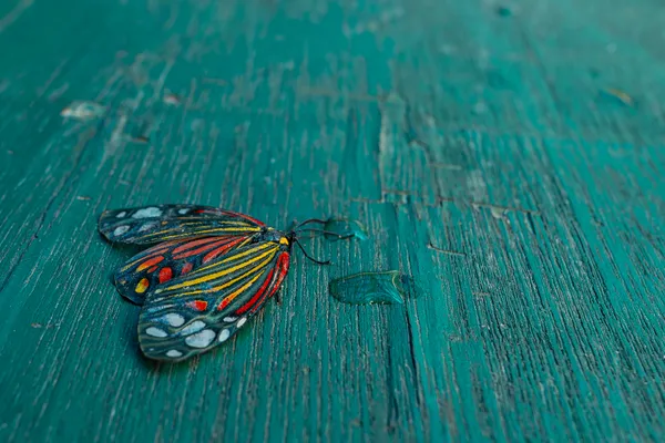 A butterfly with red, yellow, and pale blue wing markings on teal wood