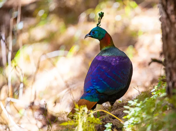 Nepal's colorful national bird along the high-altitude trekking trails