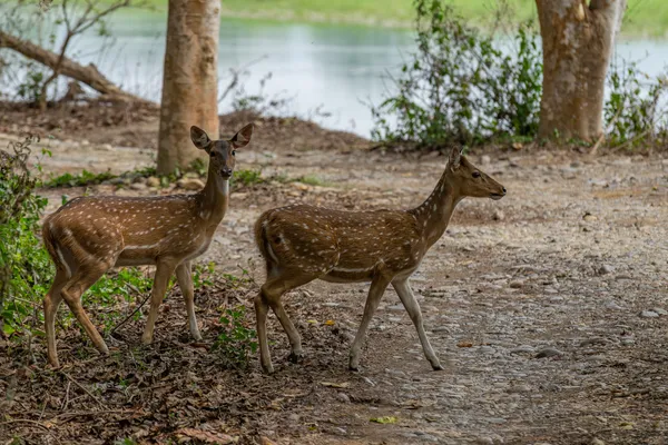 Two spotted deer treading a stony path beside calm waters