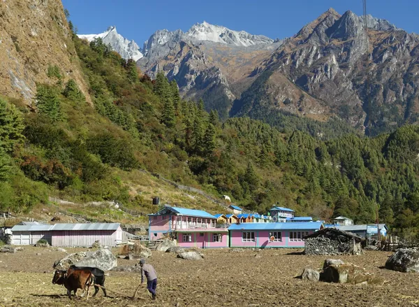 A farmer plowing a field with oxen in Gho with towering peaks rising behind