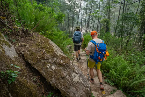 Hikers with backpacks walking along a rocky forest path beside green ferns