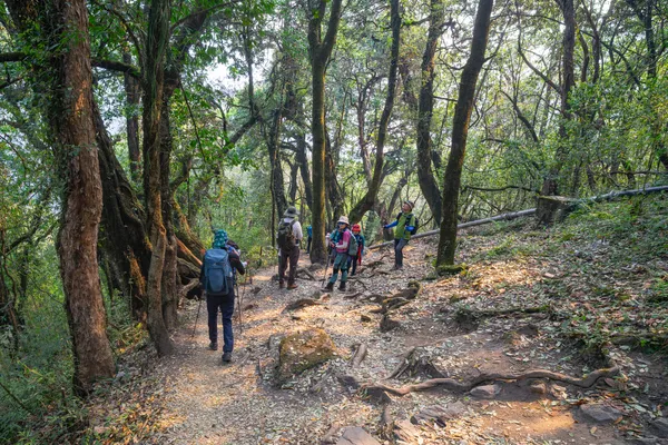 Trekkers walking along a shaded forest path with exposed tree roots