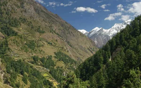 A wide valley carpeted in pine forest toward snow peaks
