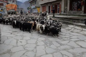 A large goat herd filling a village street