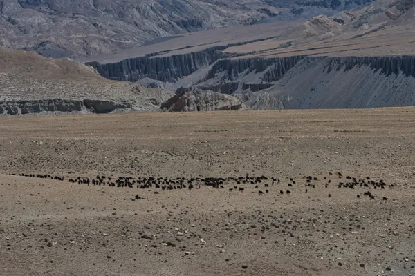 A herd of goats traversing the arid high-altitude plains on the approach to Chogo La Pass at 4,325 m