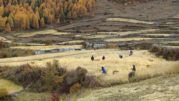 Farmers harvesting crops by hand in golden terraced fields at high altitude