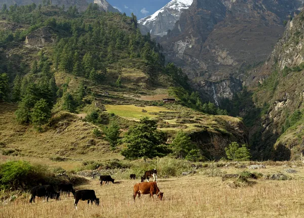 Cattle grazing beside a cascading waterfall and rocky slopes