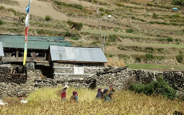 Villagers harvesting crops beside traditional stone houses
