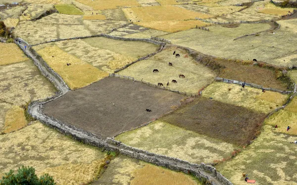 Stone-walled pastures and grazing livestock seen from above