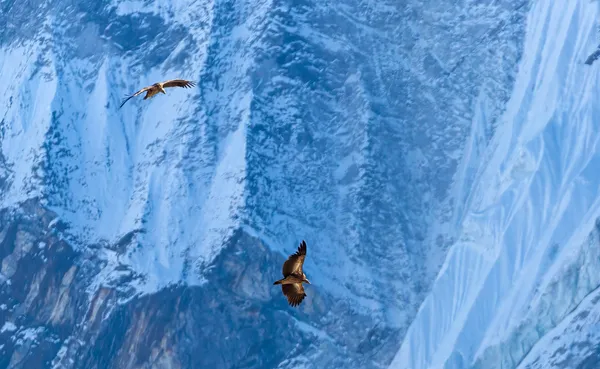 Himalayan griffon vultures soaring over icy slopes between Gorak Shep and Kala Patthar