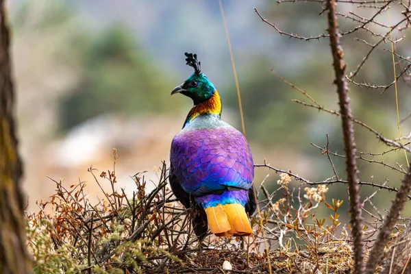 Nepal's national bird, the Danphe, displays iridescent plumage among mountain shrubs