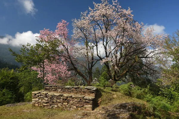 Pink and white cherry blossoms erupting against a deep blue sky