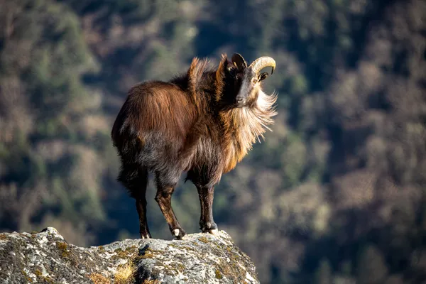 A wild Himalayan tahr on vertical rocky terrain