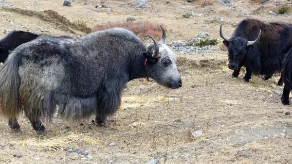 Shaggy Himalayan yaks grazing in sparse high-altitude pastures near the trail