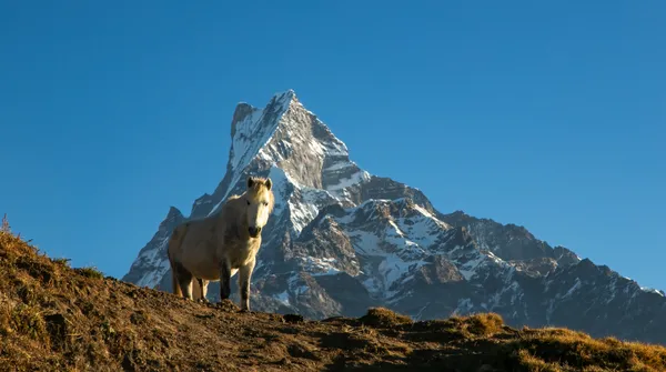 A mountain horse grazing on the grassy ridge with Machhapuchhre in the distance