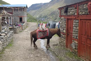 A decorated pack horse at Yak Kharka