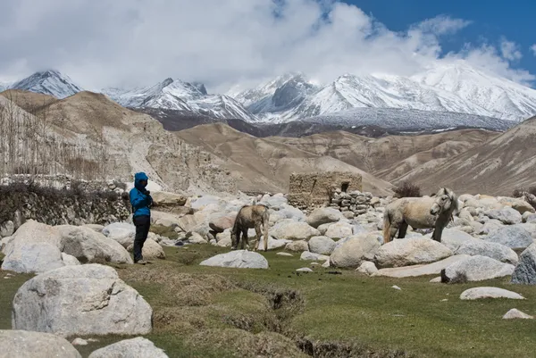 Traditional stone structures framing grazing horses in Chosar at 3,900 m