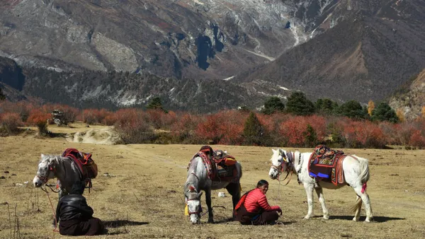 Horses resting in a sunlit mountain meadow near Sama Gaon