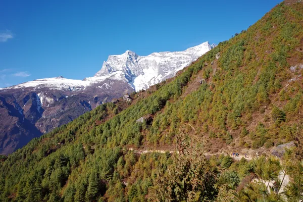 Trekkers traversing lush pine forests near Kyangjuma with Thamserku above