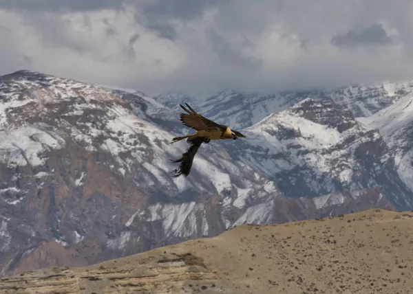 A lammergeier soaring above the rugged terrain near Nyi La