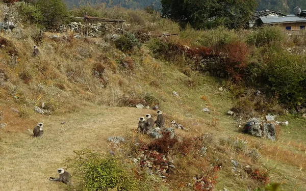 Monkeys resting on a grassy hillside near stone houses