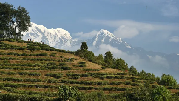 Manicured green tea gardens cascading down a hillside with white peaks behind