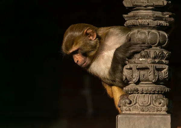 A rhesus macaque perched on a hand-carved wooden pillar at a Kathmandu temple
