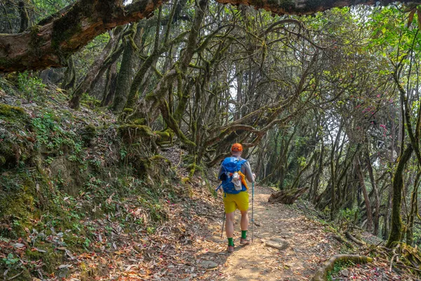 A trekker walking beneath twisted, moss-covered trees on a woodland trail