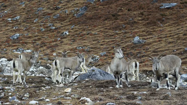 A herd of Himalayan blue sheep on the rocky slopes near Dharamsala