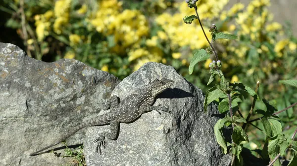 A small lizard sunbathing on a stone beside yellow wildflowers