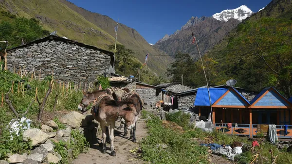 Laden mules passing through a narrow stone village