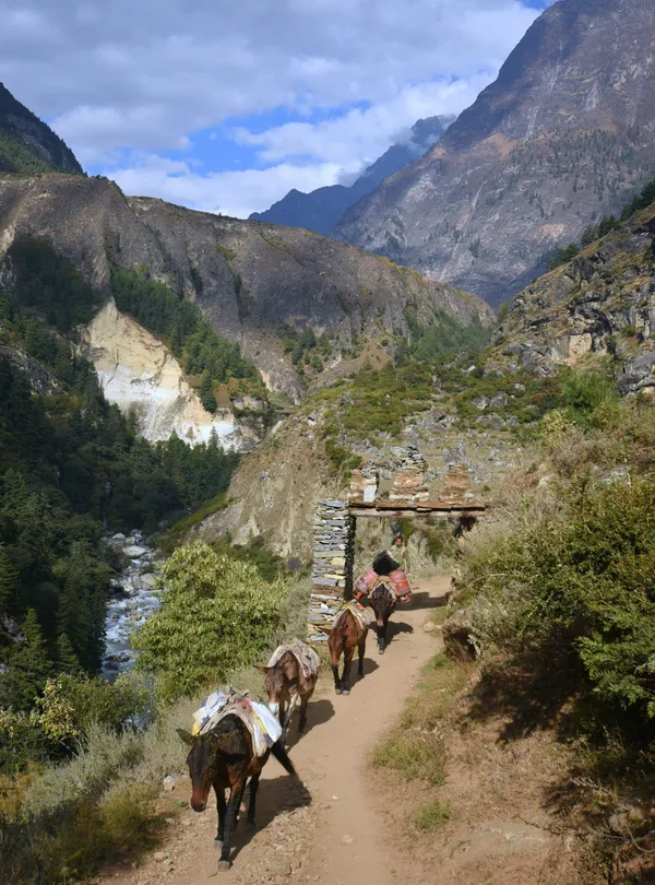 A mule train carrying supplies along the trail between remote mountain villages