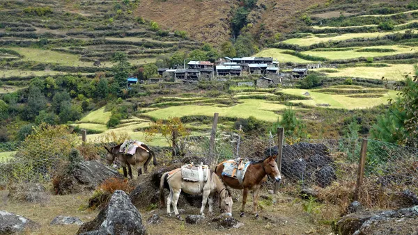 Mules grazing near stone houses in the mountains