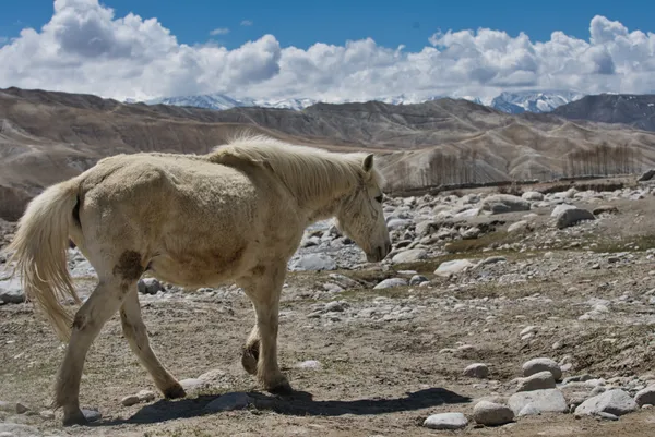 A sturdy mountain horse grazing in rocky terrain near Dhi at 3,400 m
