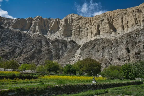 Vivid yellow mustard fields blooming beneath the towering eroded cliffs of Chhusang