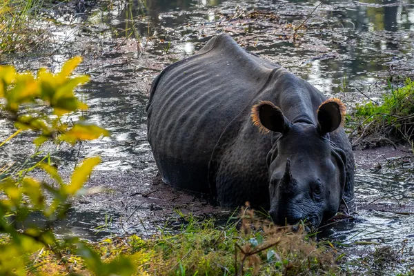 A greater one-horned rhinoceros plodding through tall grasslands