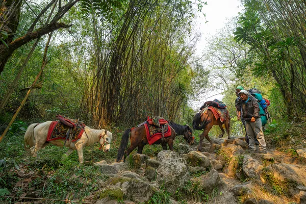 Saddled pack horses and a trekker on a rocky trail beneath bamboo