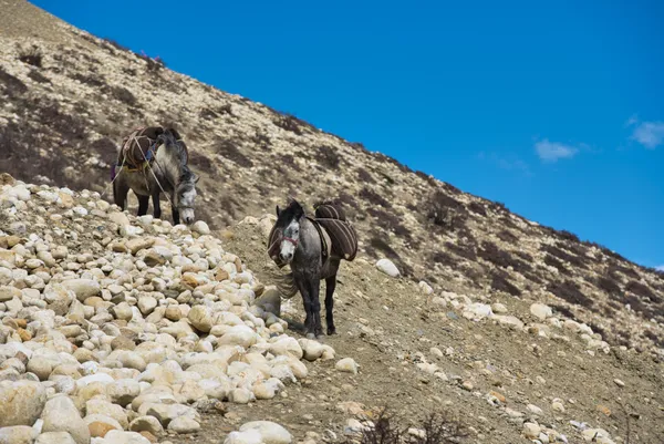 Working horses navigating the rocky descent into Ghami village