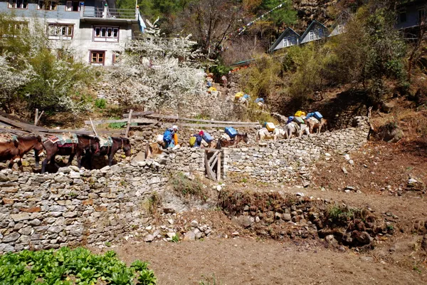 Supply animals navigating stone trails at 2,835 m in the Everest region
