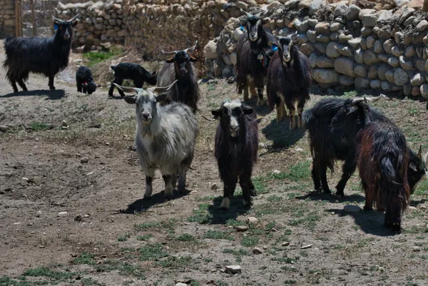 Domesticated pashmina goats grazing in a stone-walled enclosure near Lo Manthang at 3,840 m