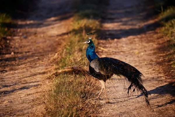 An iridescent blue peacock strutting along a jungle path