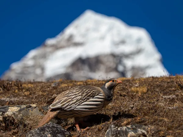 A Himalayan snowcock on alpine ground with a snow-capped peak behind