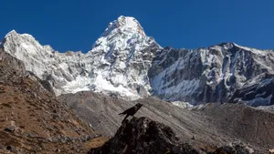 Ama Dablam peak with an alpine chough perched on a rock