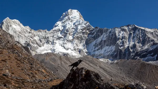 Ama Dablam peak with an alpine chough perched on a rock