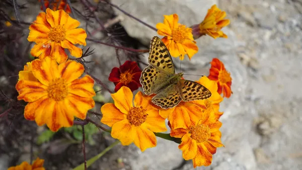A butterfly on vibrant orange marigold flowers